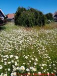 Eine naturnahe Blumenwiese anlegen - 